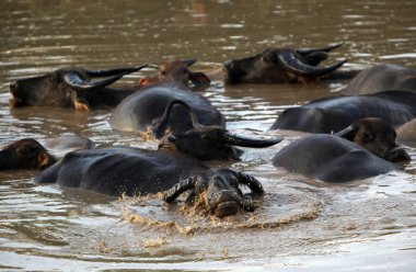 Asya Southeastasia Laos Khammuan bölgesi