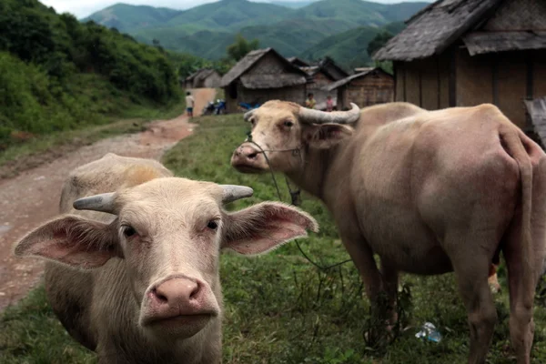 ASIA SOUTHEASTASIA LAOS VANG VIENG LUANG PRABANG — Stock Photo, Image