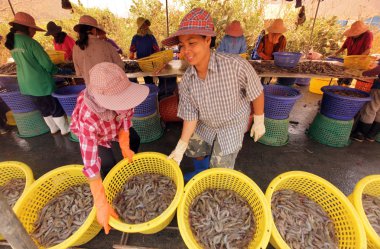 Karides çiftliği Khao Sam ROI Yot Milli Parkı