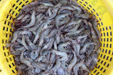 Asya Tayland Hua Hin Khao Sam ROI Yot