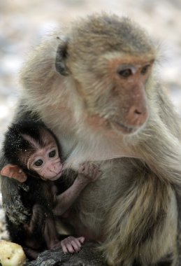 Asya Tayland Hua Hin Khao Sam ROI Yot