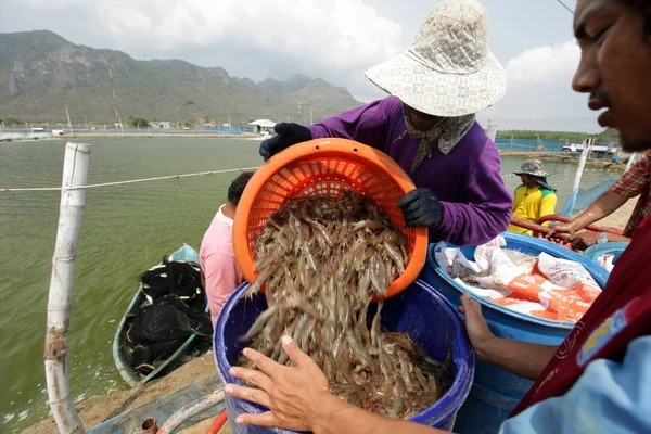 Shrimp farm in the Khao Sam Roi Yot National park — Stock Photo, Image