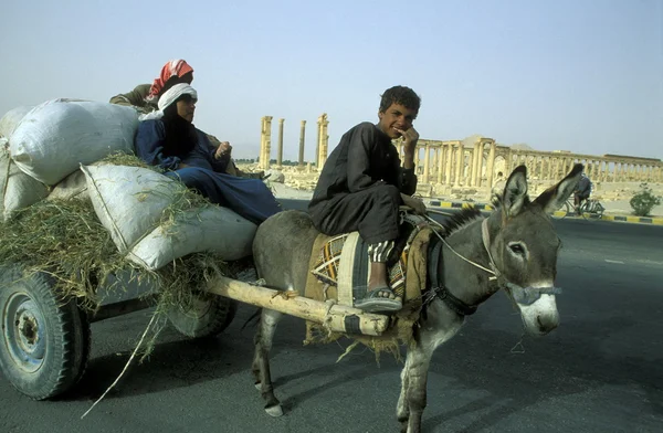 Men on donkey near Roman Ruins — стокове фото