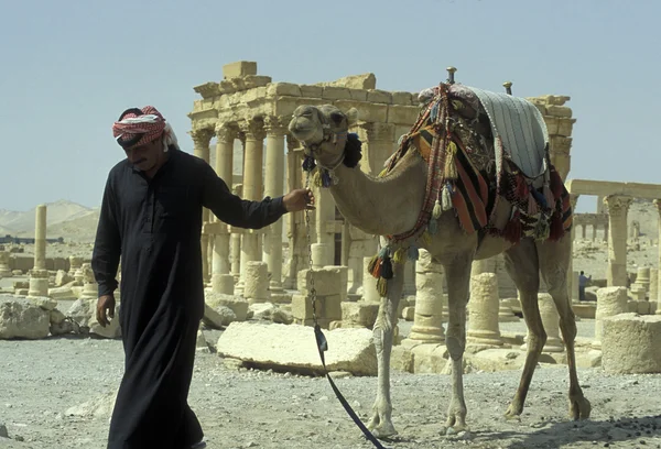 Homem andando com camelo perto de ruínas romanas — Fotografia de Stock