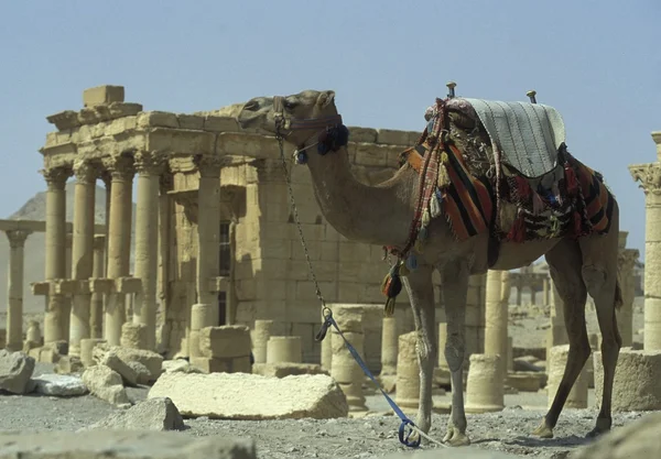 Camel standing  near Roman Ruins — Stok fotoğraf