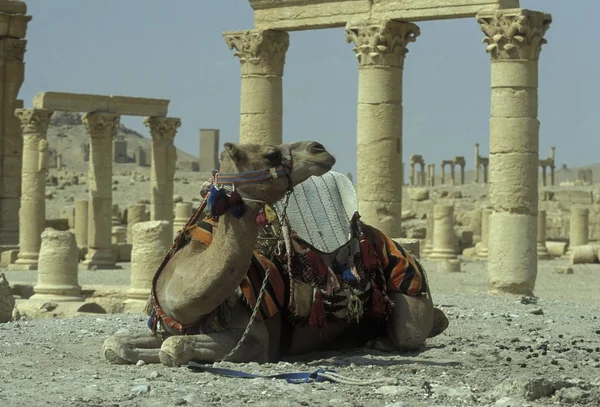 Camelo perto de ruínas romanas de Palmira — Fotografia de Stock