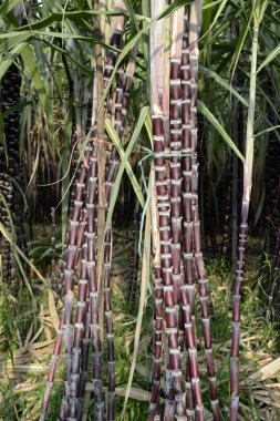 Asya Myanmar Myeik şeker