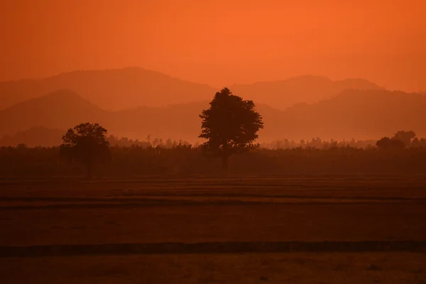 ASIE MYANMAR MYEIK PADSCAPE — Photo