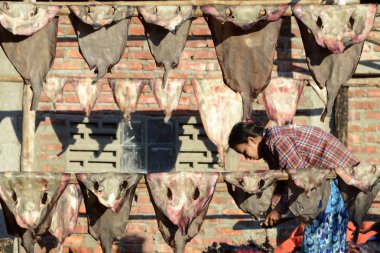 Asia Myanmar Myeik kuru Balık Üretimi