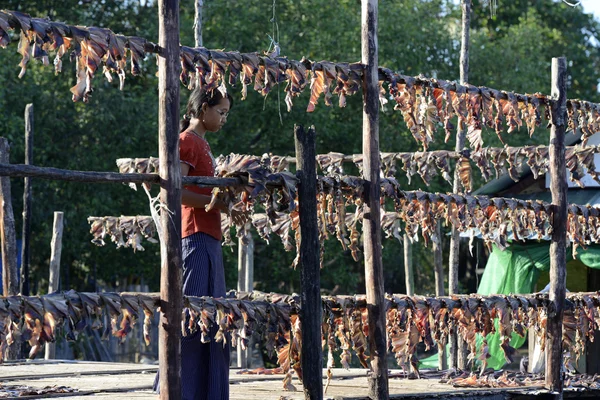 ASIA MYANMAR MYEIK DRY FISH PRODUCTION — Stock Photo, Image