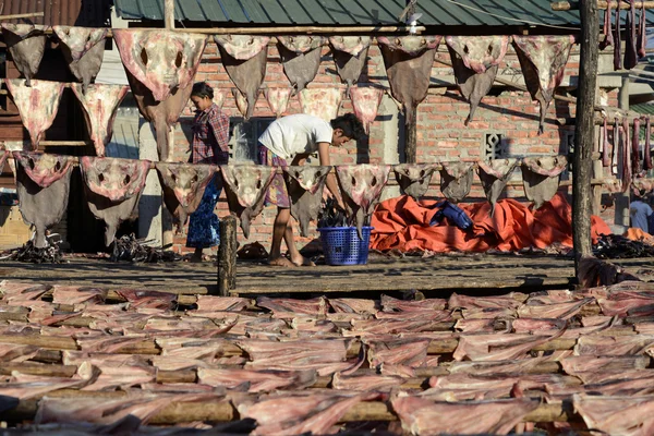 Παραγωγή ψαριών στεγνό Myeik Μιανμάρ Ασία — Φωτογραφία Αρχείου