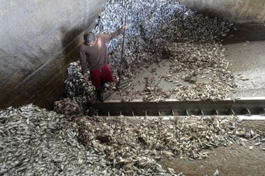 Asya Myanmar Myeik Fishmeal üretim