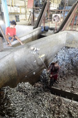 Asya Myanmar Myeik Fishmeal üretim