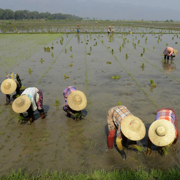 Asia Myanmar Nyaungshwe arrozal — Foto de Stock