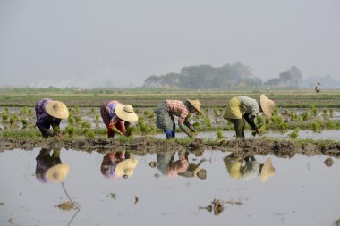 Farmers plant rice at city of Nyaungshwe clipart