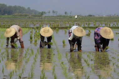 Çiftçilerin pirinç şehir Nyaungshwe bitki.
