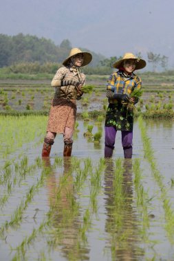 Çiftçilerin pirinç şehir Nyaungshwe bitki.