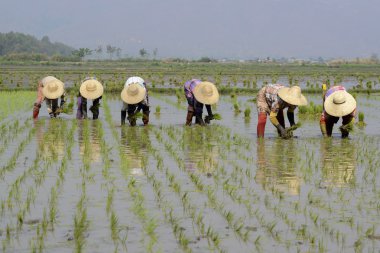 Çiftçilerin pirinç şehir Nyaungshwe bitki.