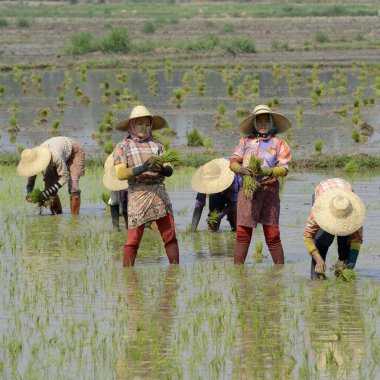 Farmers plant rice at city of Nyaungshwe clipart