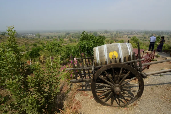 Pintoresca vista del viñedo — Foto de Stock