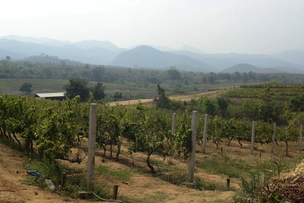 Pintoresca vista del viñedo — Foto de Stock