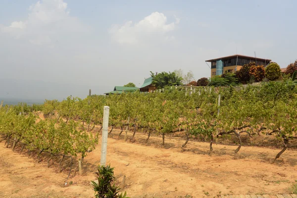 Festői kilátás nyílik a vineyard — Stock Fotó