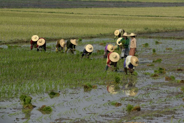 Agricultores plantan arroz en la ciudad de Nyaungshwe — Foto de Stock