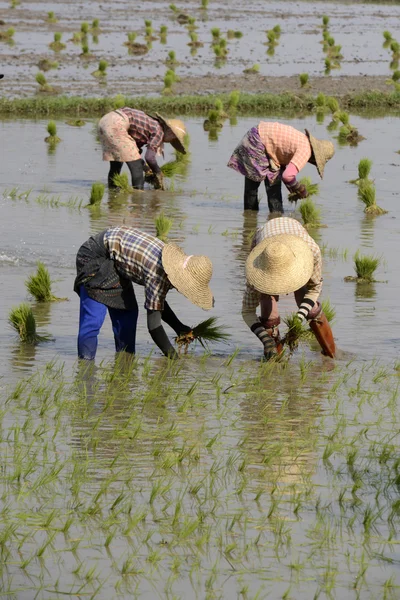 Nyaungshwe 市で田植え — ストック写真