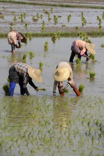 Petani menanam padi di kota Nyaungshwe — Stok Foto