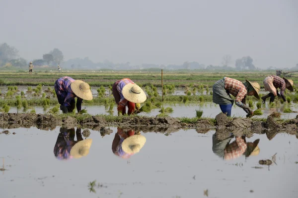 Les agriculteurs plantent du riz à Nyaungshwe — Photo