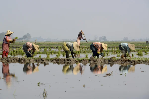 Boeren plant rijst op stad van Nyaungshwe — Stockfoto