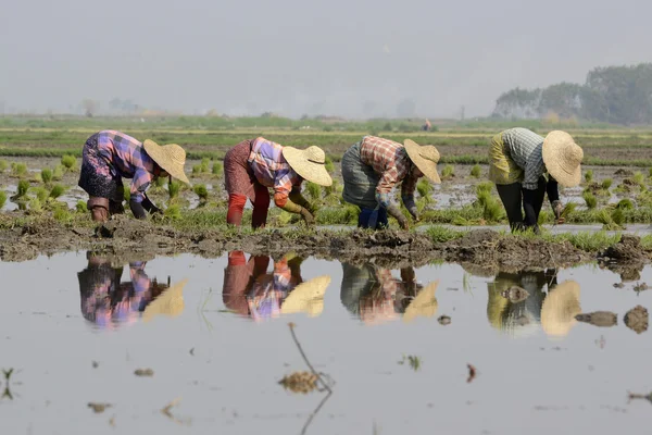 Farmers plant rice at city of Nyaungshwe — Stock Photo, Image
