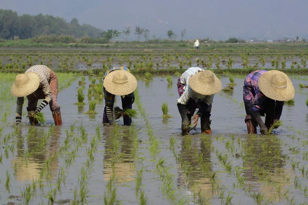 Agricultores plantan arroz en la ciudad de Nyaungshwe — Foto de Stock