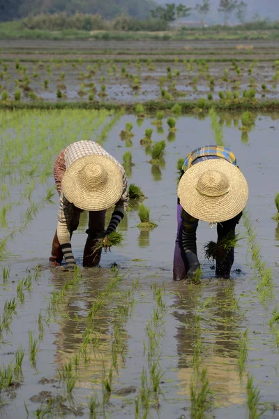 Farmers plant rice at city of Nyaungshwe — Stock Photo, Image