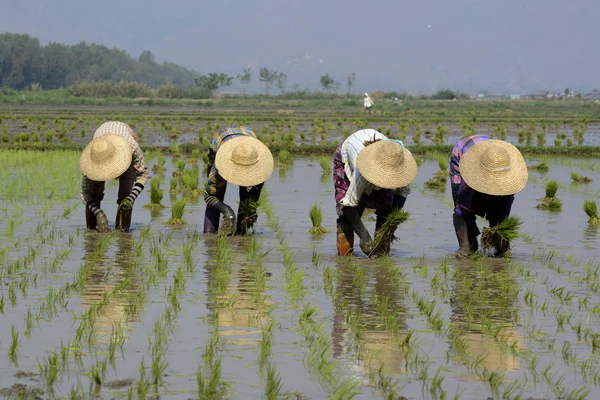 Agricoltori impianto di riso nella città di Nyaungshwe — Foto Stock