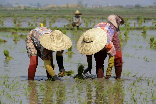 Agricultores plantan arroz en la ciudad de Nyaungshwe — Foto de Stock