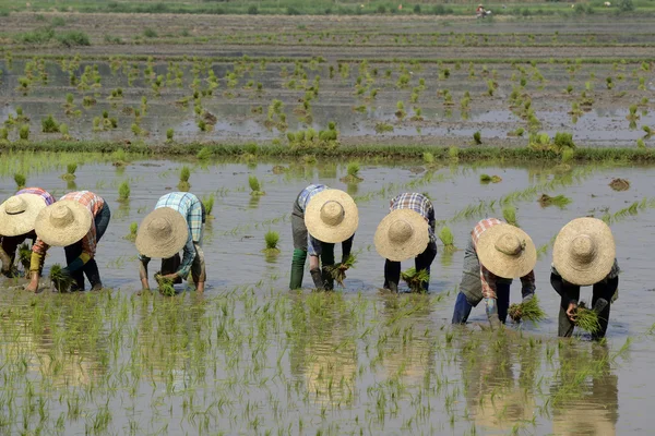 Nyaungshwe 市で田植え — ストック写真