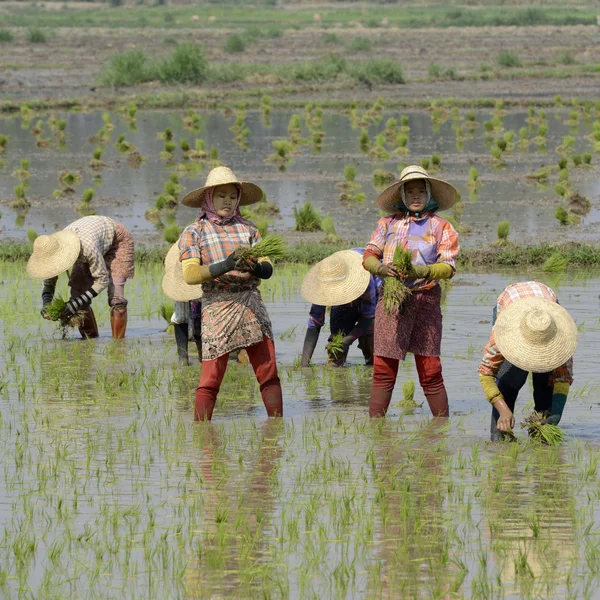 Farmers plant rice at city of Nyaungshwe — Stock Photo, Image