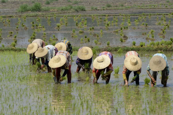 Les agriculteurs plantent du riz à Nyaungshwe — Photo