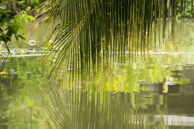 Asya Tayland Samut Songkhram Tha Kha manzara