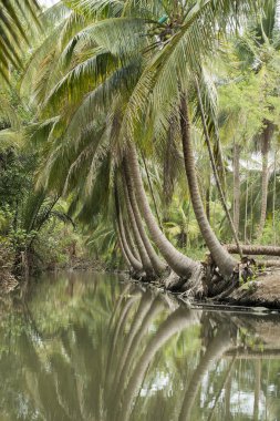 Asya Tayland Samut Songkhram Tha Kha manzara