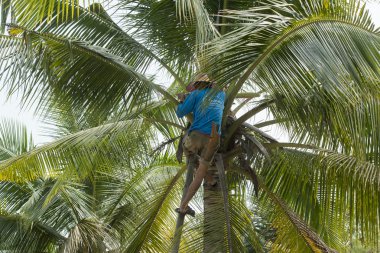 Asya Tayland Samut Songkhram Palm şeker