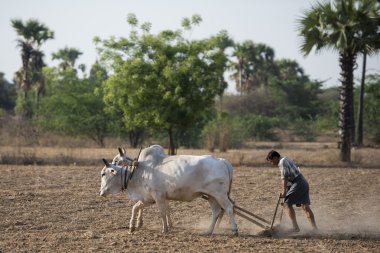 Asya Myanmar Bagan Tapınağı Pagoda Agraculture