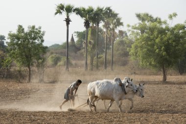 Asya Myanmar Bagan Tapınağı Pagoda Agraculture