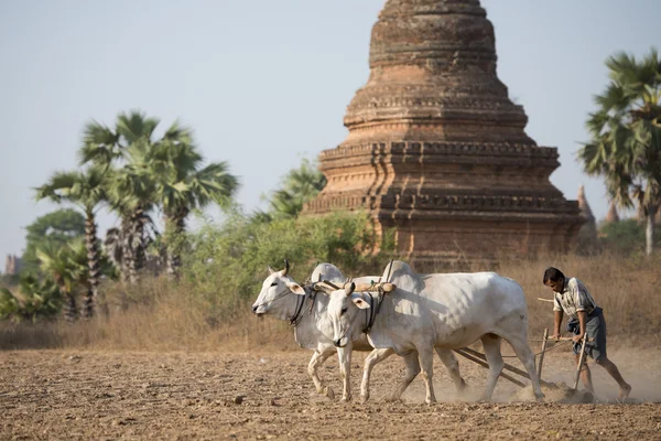 Asien myanmar bagan tempel agrakultur — Stockfoto