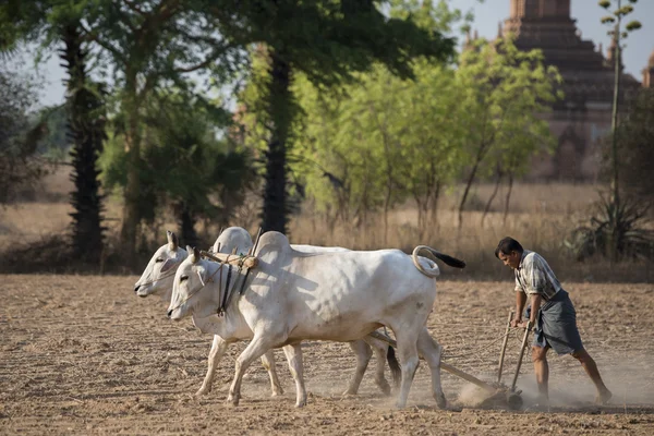 Asia Myanmar Bagan tempel pagode Agraculture — Stockfoto