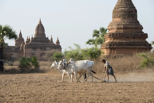 ASIA MYANMAR BAGAN TEMPLO PAGODA AGRACULTURA —  Fotos de Stock