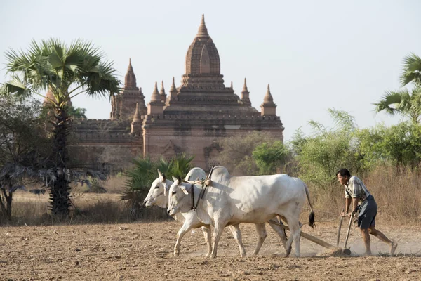 Asia Myanmar Bagan tempel pagode Agraculture — Stockfoto