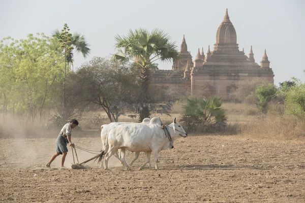 Asien myanmar bagan tempel agrakultur — Stockfoto