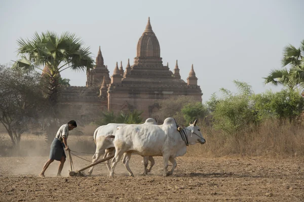 Asia Myanmar Bagan tempel pagode Agraculture — Stockfoto